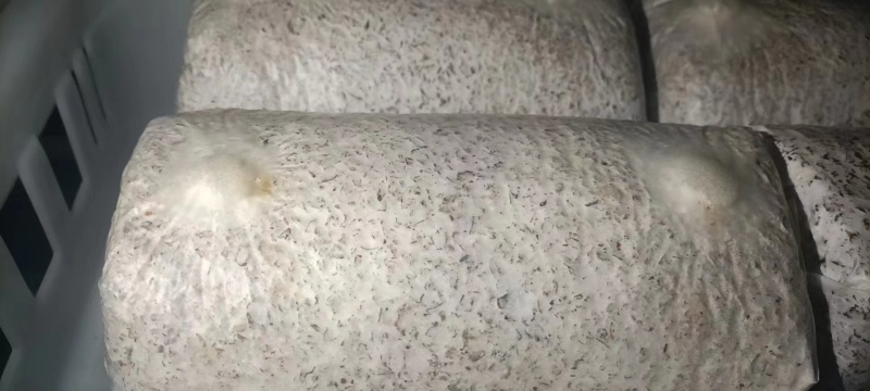 金耳菌包，大量供应不需要泡发直接炖煮，新鲜金耳菌包
