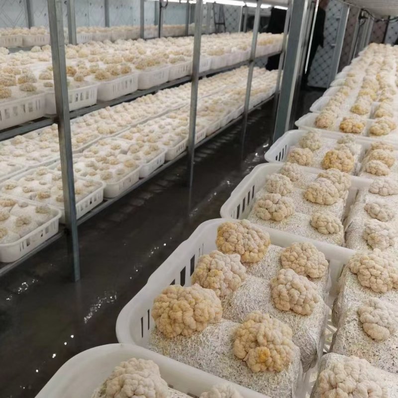 金耳菌包，大量供应不需要泡发直接炖煮，新鲜金耳菌包