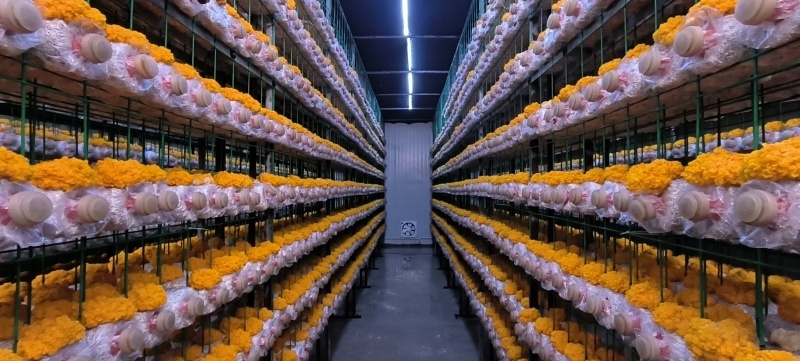 金耳菌包，大量供应不需要泡发直接炖煮，新鲜金耳菌包