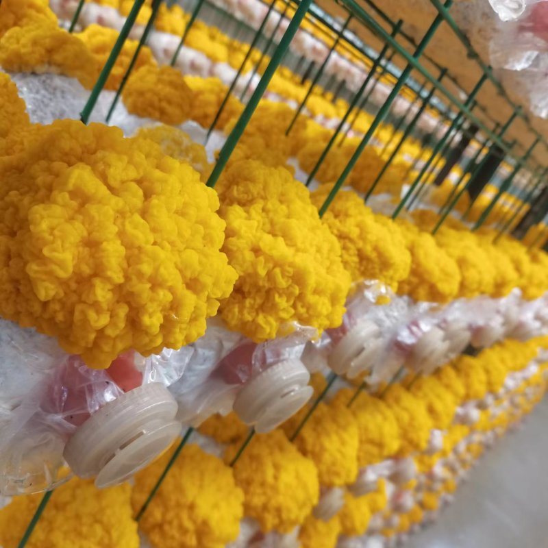 金耳菌包，大量供应不需要泡发直接炖煮，新鲜金耳菌包