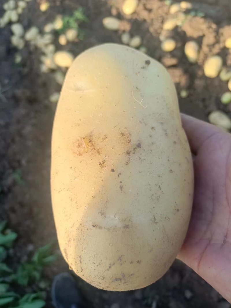江苏徐州丰县沃土5号土豆大量供应货源充足一件代发对接各种