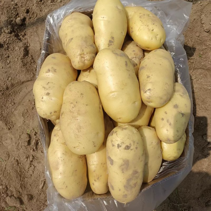 江苏徐州丰县沃土5号土豆大量供应货源充足一件代发对接各种