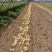 江苏徐州丰县沃土5号土豆大量供应货源充足一件代发对接各种