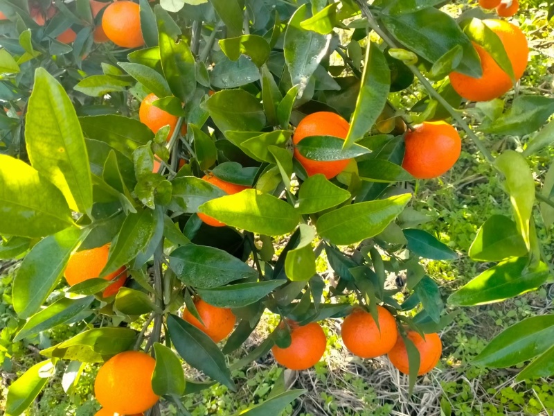 精品【东方红蜜桔】世纪红蜜橘，货源充足产地直发一手货源