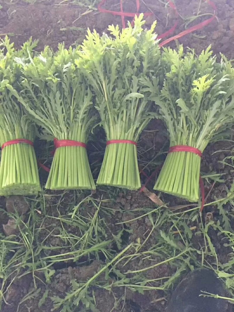 【好货推荐】精品茼蒿菜，产地直发，全国供货，欢迎前来采购
