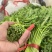 【好货推荐】精品茼蒿菜,产地直发,全国供货,欢迎前来采购