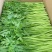 【好货推荐】精品茼蒿菜,产地直发,全国供货,欢迎前来采购