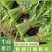 【好货推荐】精品茼蒿菜,产地直发,全国供货,欢迎前来采购