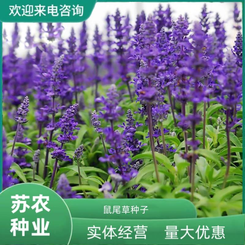 蓝花鼠尾草花种子一串兰花籽多年生耐寒四季播种开花庭院花种