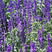 蓝花鼠尾草花种子一串兰花籽多年生耐寒四季播种开花庭院花种