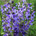 蓝花鼠尾草花种子一串兰花籽多年生耐寒四季播种开花庭院花种