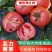 【实力】山东临沂硬粉西红柿大量上市，粉糯香甜欢迎选购