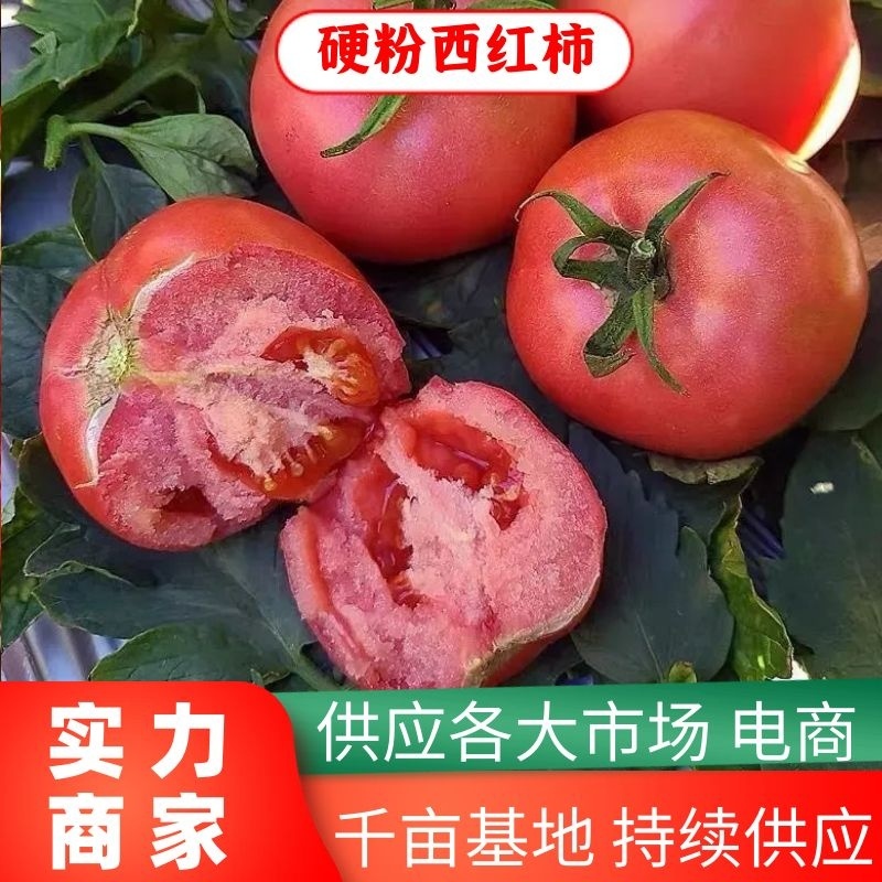 【实力】山东临沂硬粉西红柿大量上市，粉糯香甜欢迎选购