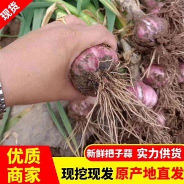 【实力】开封通许大蒜把子蒜鲜蒜现挖现发产地直供一捆20头
