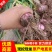 【实力】开封通许大蒜把子蒜鲜蒜现挖现发产地直供一捆20头
