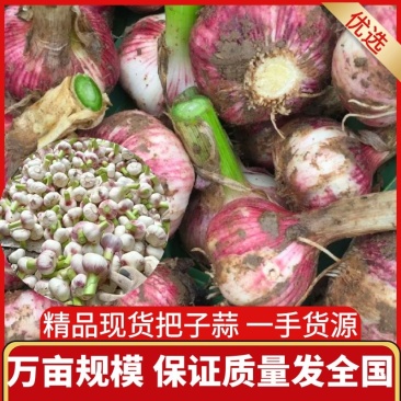 万亩规模大蒜现挖现发紫皮蒜蒜头规格齐全价格优惠欢迎来电