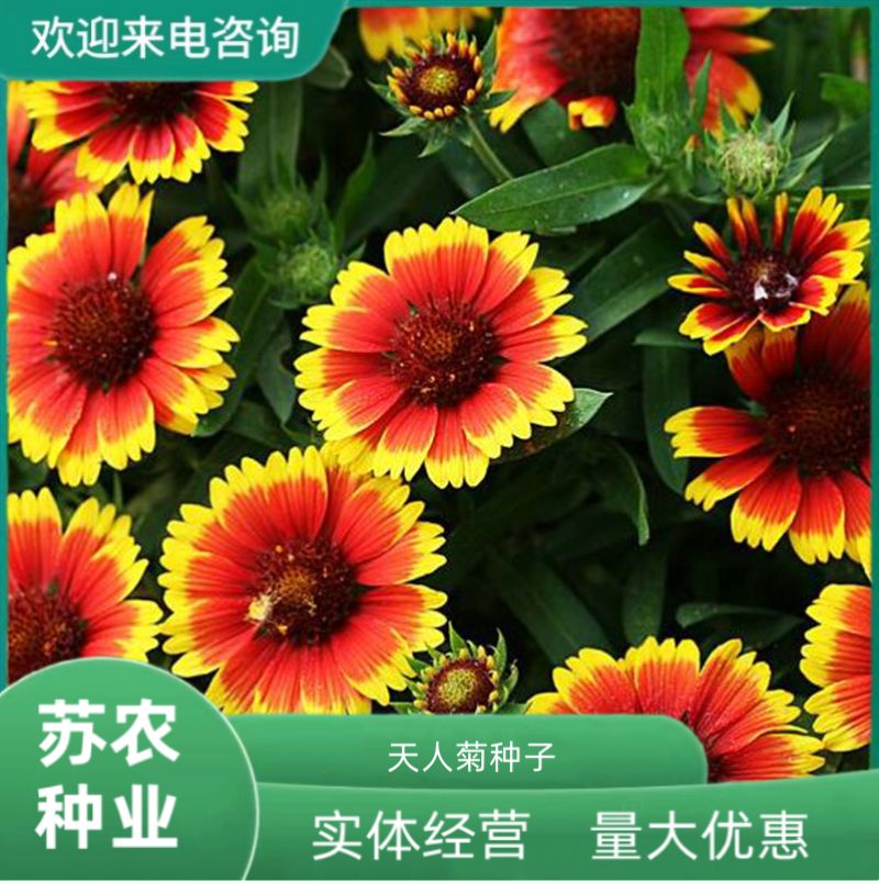 天人菊种子观赏花卉多年生花草耐热耐旱宿根花盆栽花海绿化花