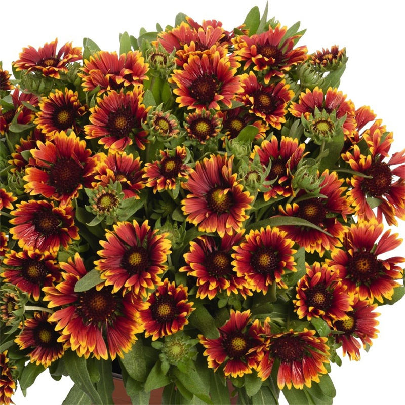 天人菊种子观赏花卉多年生花草耐热耐旱宿根花盆栽花海绿化花