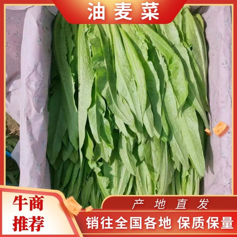 【精品】河北油麦菜基地发货品质保证价格美丽供餐饮商超