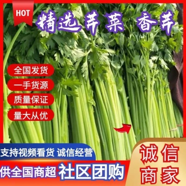 优质香芹，种植面积大，货源充足，高度55公分左右，质量好