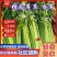 优质香芹，种植面积大，货源充足，高度55公分左右，质量好
