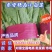 山东小白菜质量好货量大价格低，产地直发一手货源
