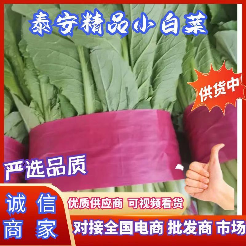 优质小白菜，量大，价格合理，无黄叶，有市场采购员速电