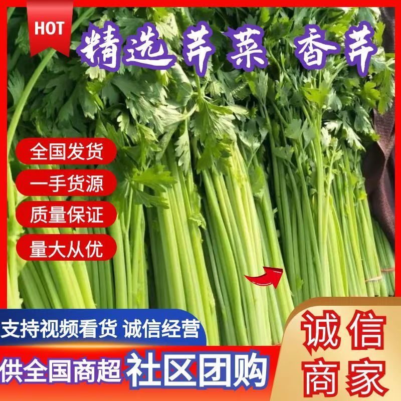 芹菜优质小香芹产地大量供应中对接批发市场，商超