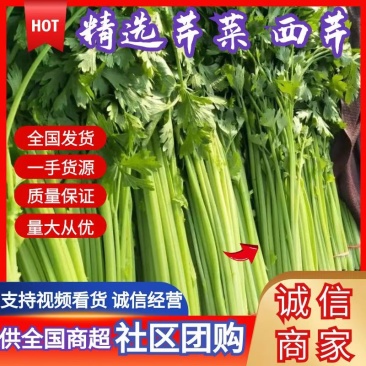 山东泰安精品芹菜西芹香芹大量上市,质量好,无黄叶