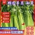 山东泰安精品芹菜西芹香芹大量上市,质量好,无黄叶