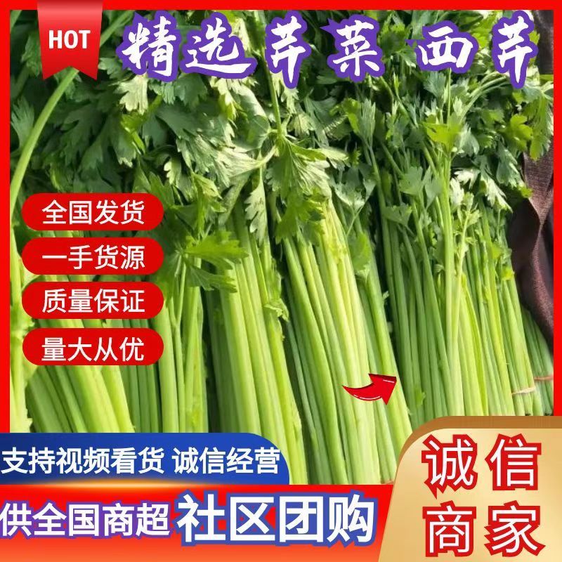 山东泰安精品芹菜西芹香芹大量上市，质量好，无黄叶