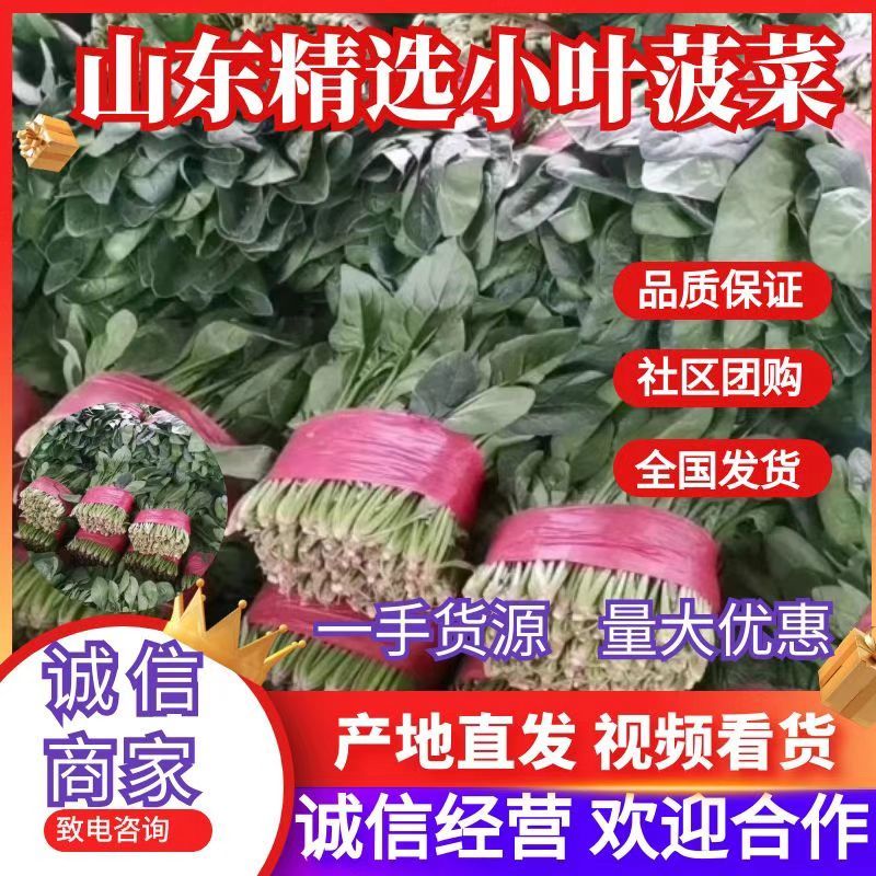 山东精品菠菜，大叶菠菜，小叶菠菜质量好，无黄叶，欢迎合作