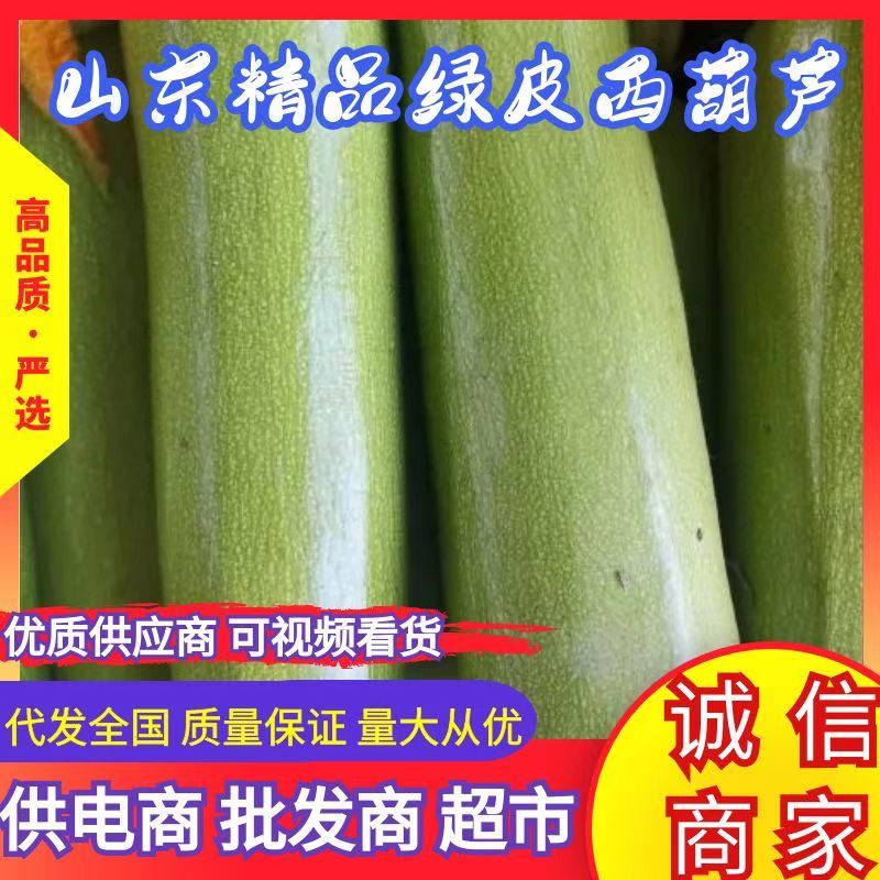 山东西葫芦优质绿皮西葫芦价格低，质量好，欢迎考察选购