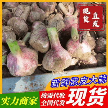 河南紫皮大蒜，鲜蒜，鲜蒜头，开封大蒜，紫皮蒜，河南紫皮蒜