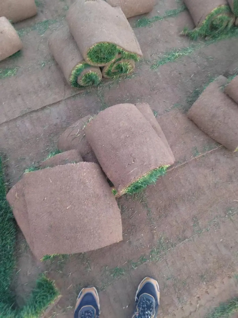 草坪草马尼拉草坪大量供应中量大优惠销往全国来电