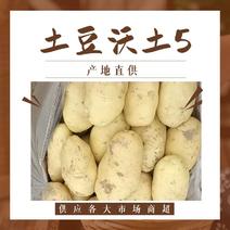 徐州丰县新土豆沃土5号，稳定货源，质量，对接全国