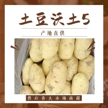 江苏徐州丰县沃土5号土豆大量供应货源充足一件代发对接各种