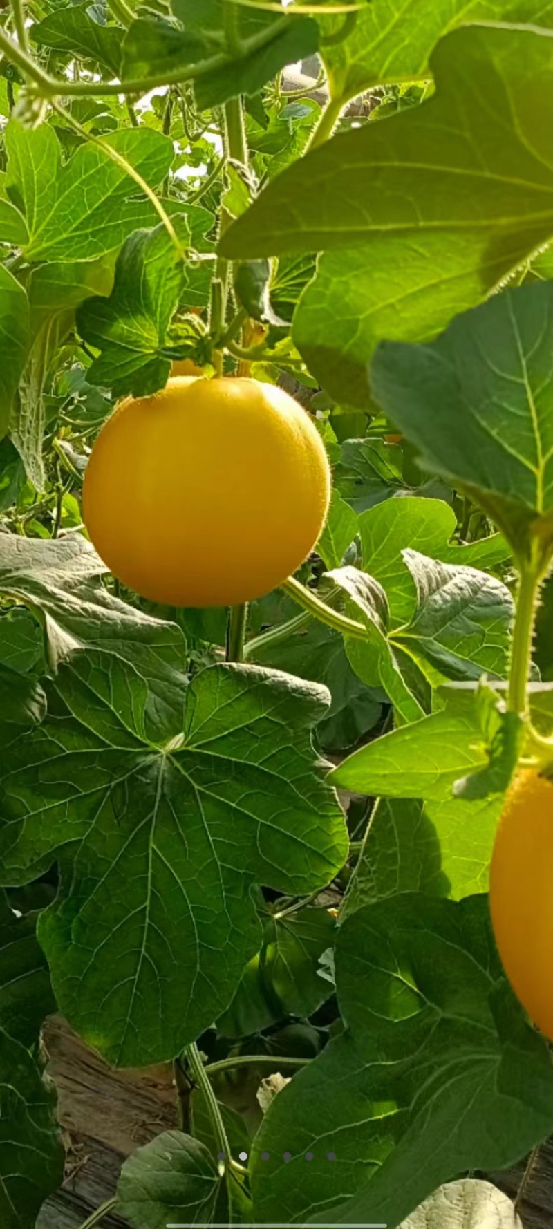 【牛商优选】九红瑞香瓜，基地种植大量供应视频看货