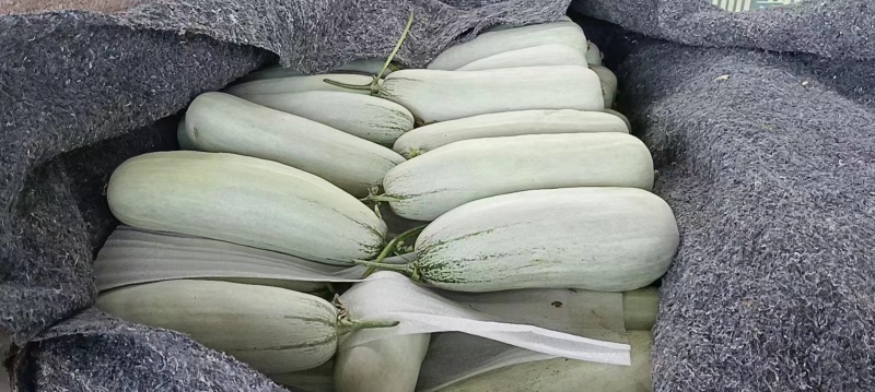 【实力热卖】博洋甜瓜，山东博洋61脆甜多汁可对接商超批发