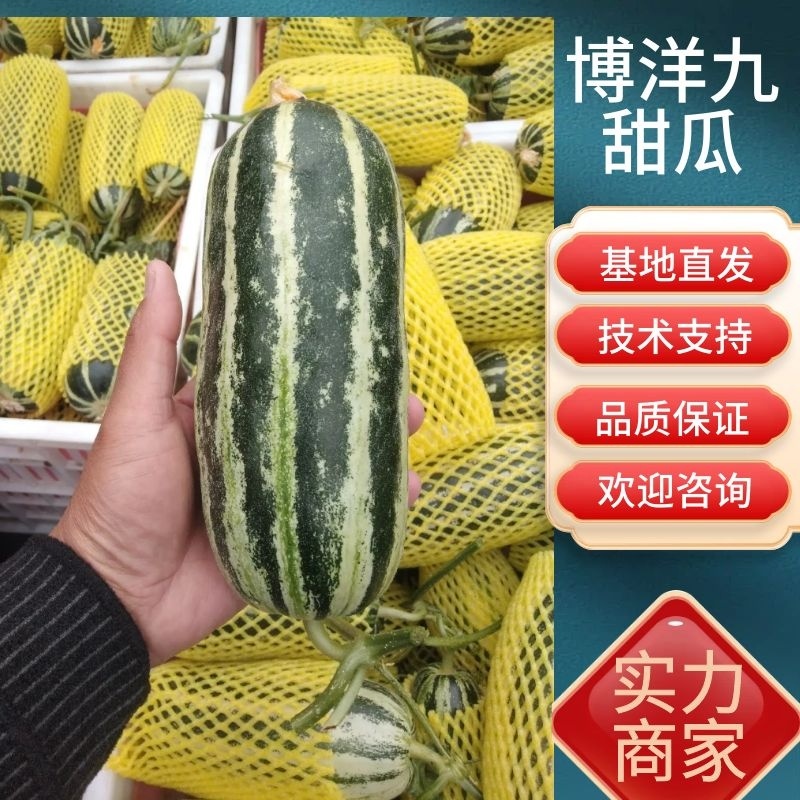 砀山县博洋九甜瓜六一甜瓜，头茬鲜瓜，含糖量高，清香，