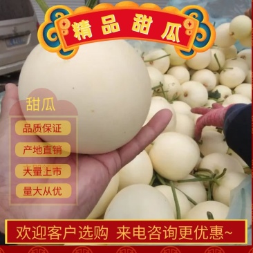砀山县白皮甜瓜小香瓜，冰糖罐瓜，博洋九，脆皮甜瓜