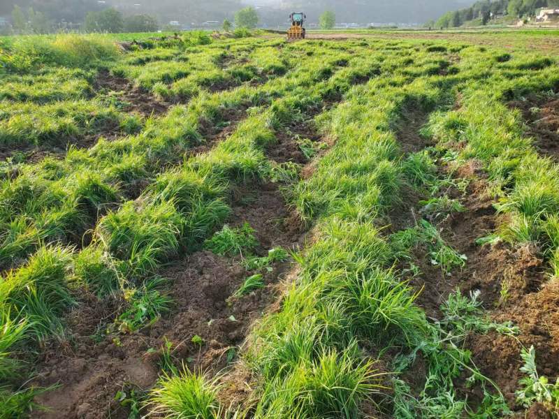 四川细叶麦冬草，公园草坪草一手货源可视频看货