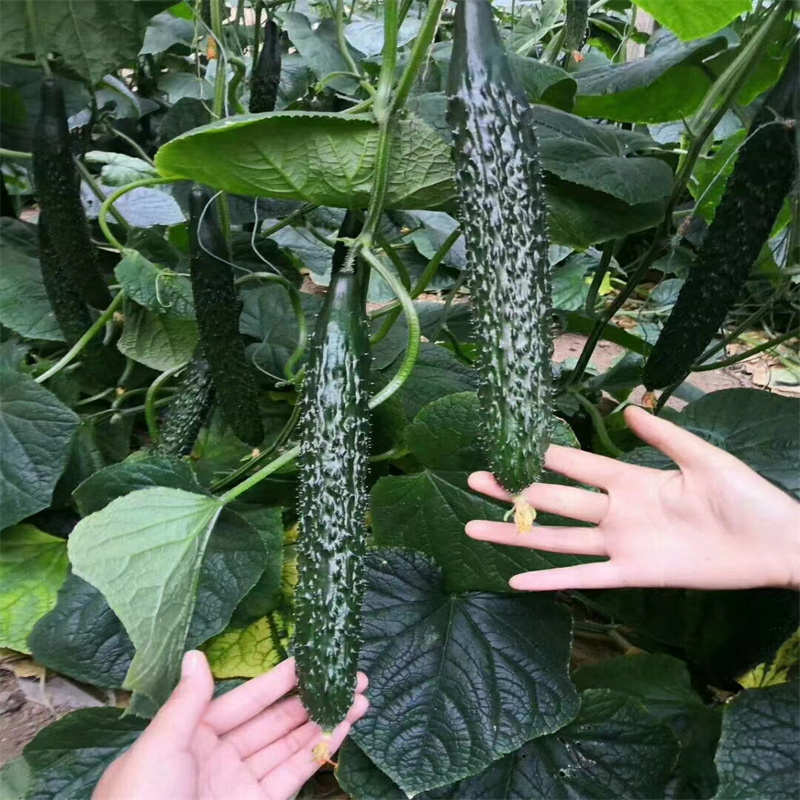 青皮绿肉节节收黄瓜种子绿瓤长黄瓜种子高产耐热密刺大田