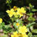 委陵菜种子阳台庭院盆栽室内四季易种地被花卉种子多年生黄色