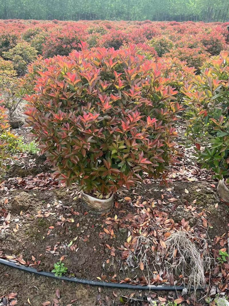冠幅红叶石楠球100-150厘米桶苗基地批发价格优惠技术指导