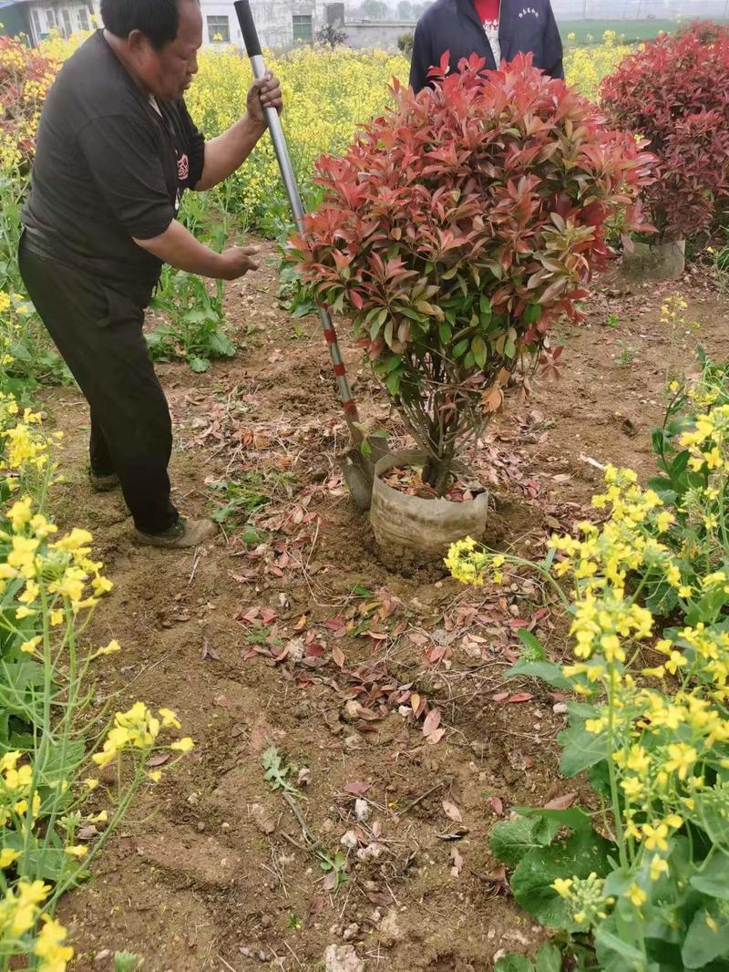 冠幅红叶石楠球100-150厘米桶苗基地批发价格优惠技术指导