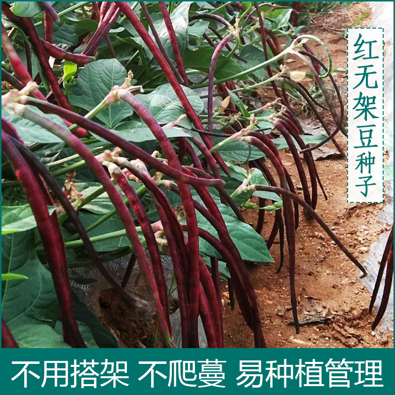 满地红无架豆种子不搭架紫长豆角种子高产红豇豆种子幼英鲜红