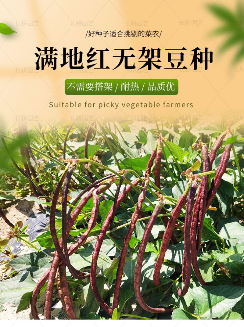 满地红无架豆种子不搭架紫长豆角种子高产红豇豆种子幼英鲜红