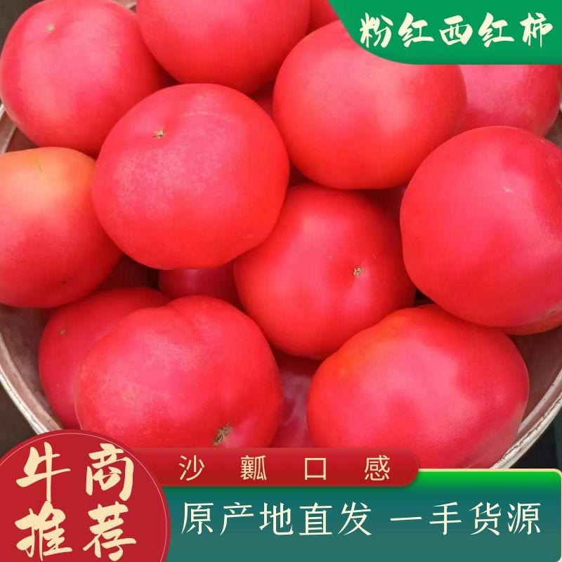 粉红西红柿【沙瓤】番茄产地发货一手货源量大从优