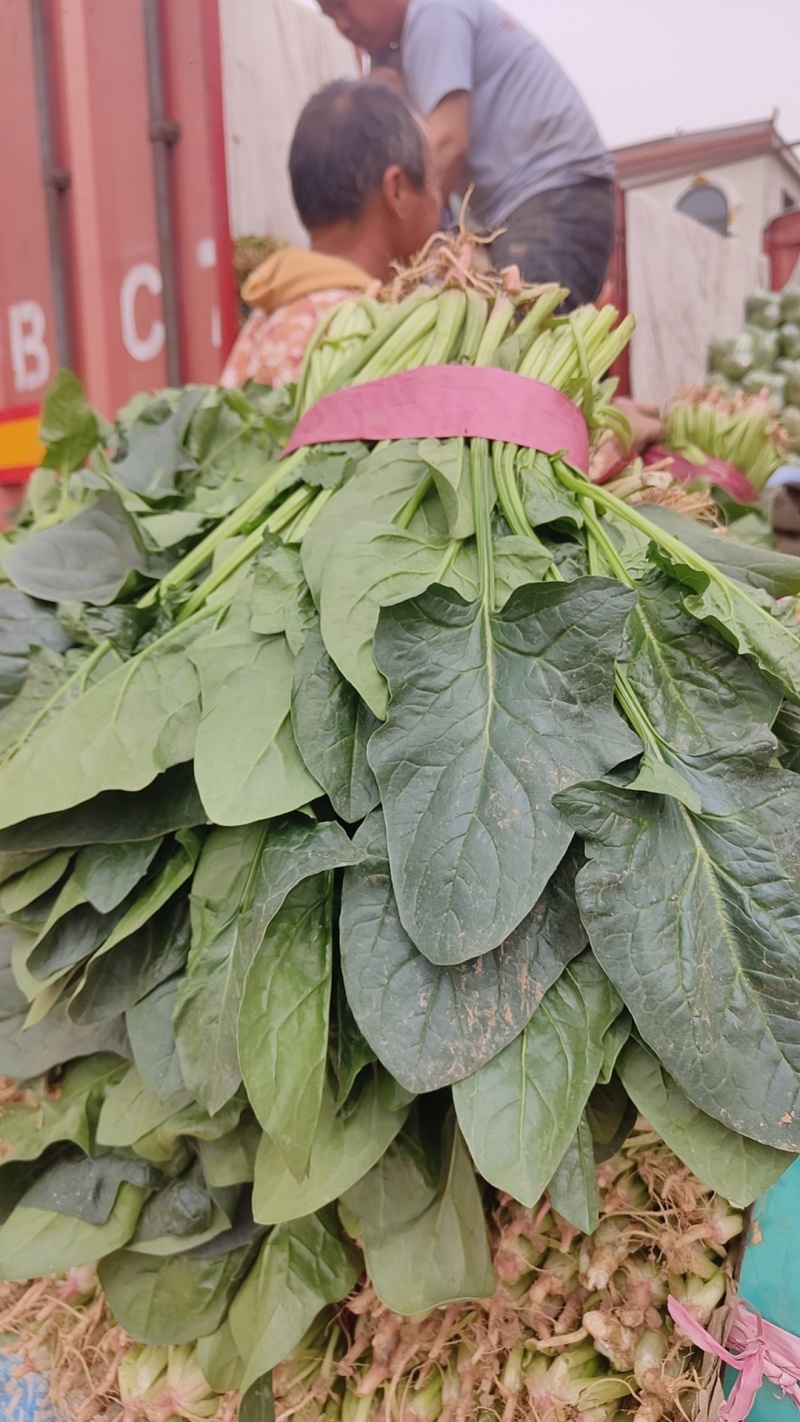 河北邯郸永年，君达叶，高杆菠菜。菠菜，小叶菠菜